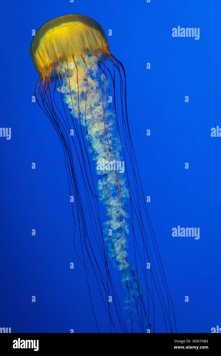 Meduse gialle con lunghi tentacoli che galleggiano nel blu profondo Foto Stock