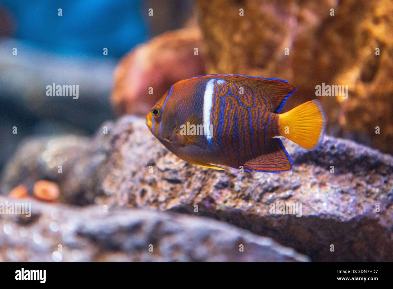Colorato Royal Angelfish presso l'acquario della baia di Monterey Foto Stock