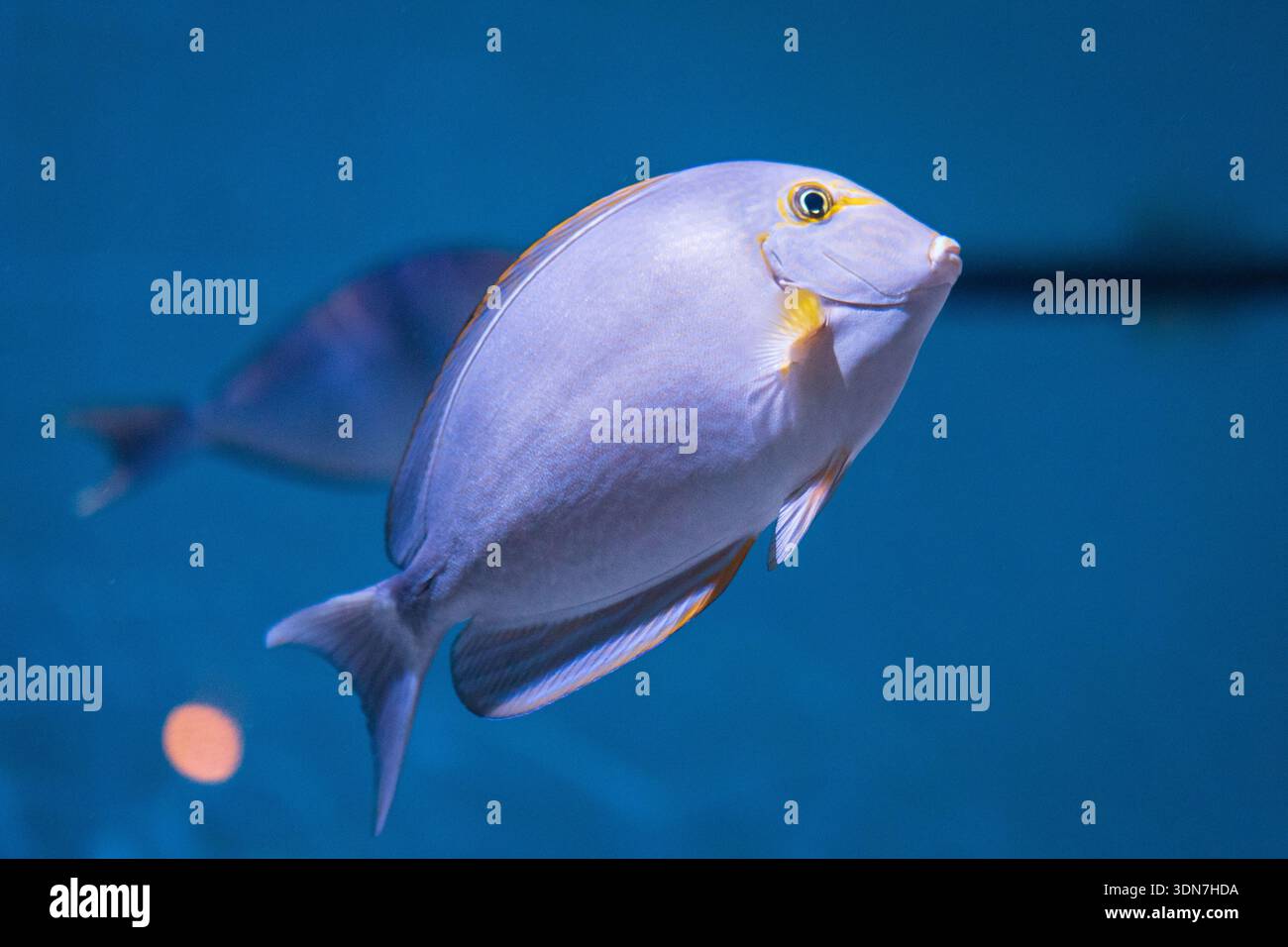 Blue Tang Surgeonfish nuota all'acquario della baia di Monterey Foto Stock