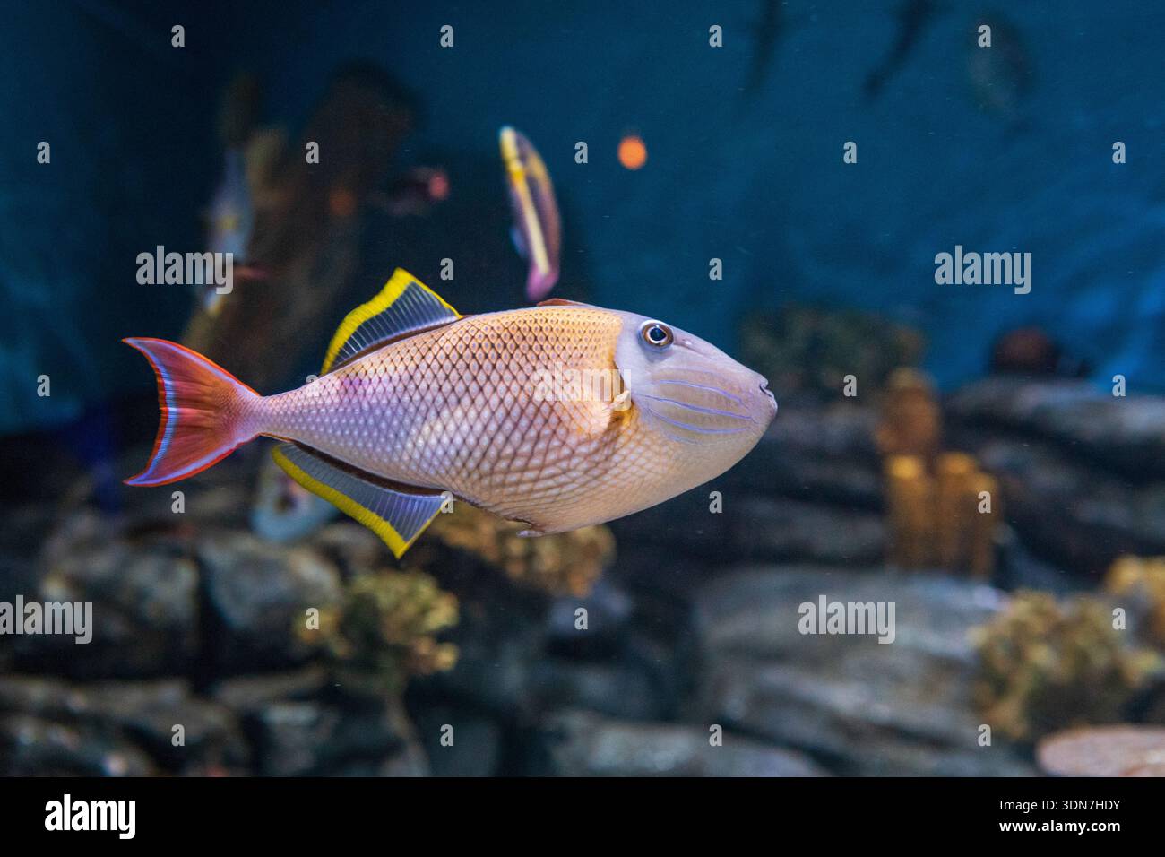 Pesce pappagallo (Labridae) nuota all'acquario della baia di Monterey Foto Stock