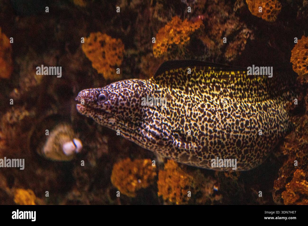 Leopard Moray Eel (Enchelycore pardalis) presso Monterey Bay Aqu Foto Stock