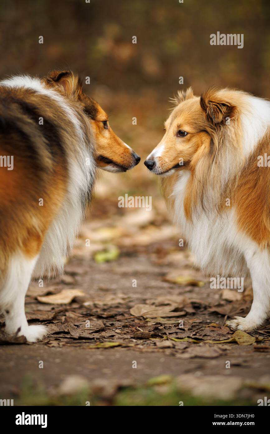 Due Shelties sono vicini, uno di fronte all'altro in un momento di calma. Lo sfondo terroso enfatizza i loro simili modelli di pelliccia e interazione. Foto Stock