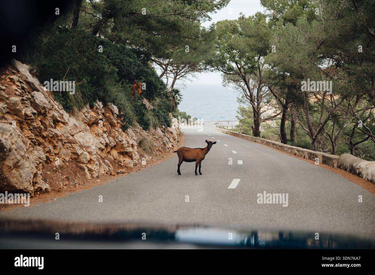 Wild Goat sulla ma-2210 Road per Cap de Formentor, Maiorca Foto Stock