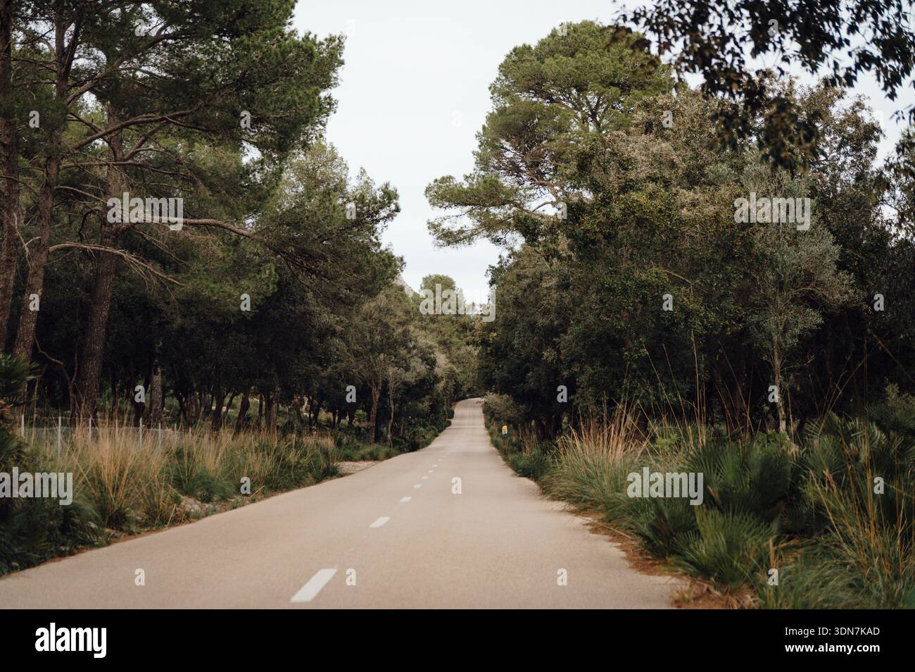 Empty ma-2210 Road attraverso la foresta mediterranea di Maiorca Foto Stock