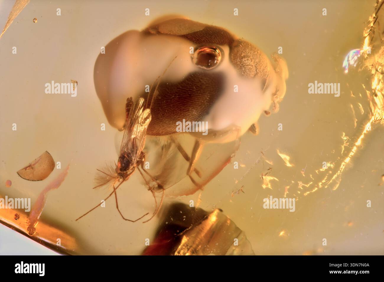Scarabeo palustre preistorico circondato da funghi e una vera Midge conservata nell'ambra baltica Foto Stock