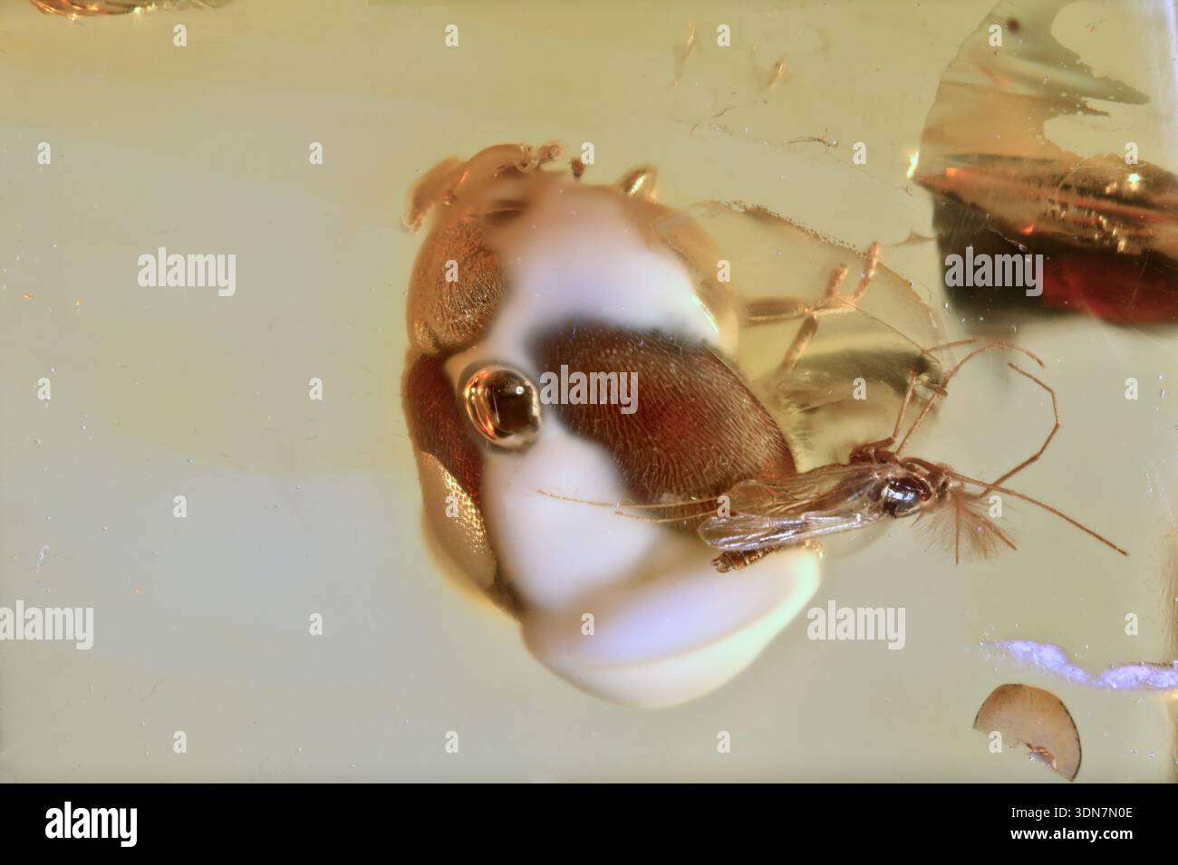 Scarabeo palustre preistorico circondato da funghi e una vera Midge conservata nell'ambra baltica Foto Stock