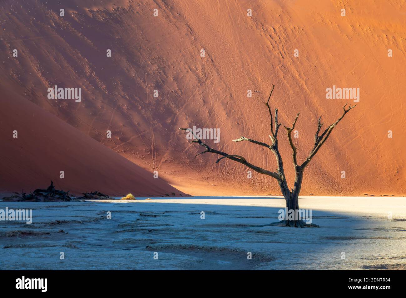 Deadvlei (o Dead Vlei), alberi morti e dune di sabbia a Sossusvlei, parco nazionale Namib Naukluft, paesaggio panoramico della Namibia, Africa Foto Stock