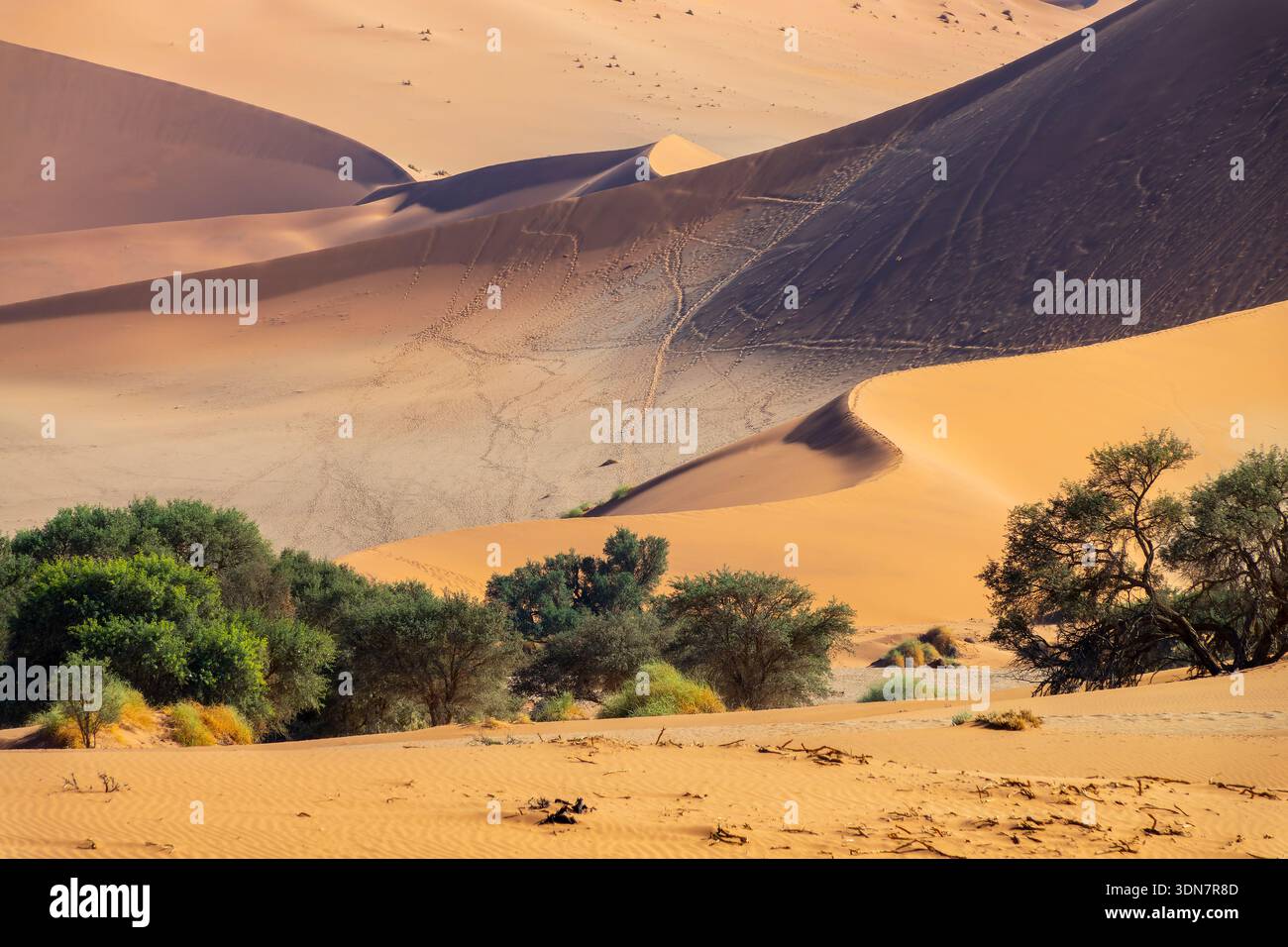 Vista della duna di sabbia Big Mamma all'alba a Sossusvlei, parco nazionale Namib Naukluft, paesaggio panoramico della Namibia, Africa Foto Stock