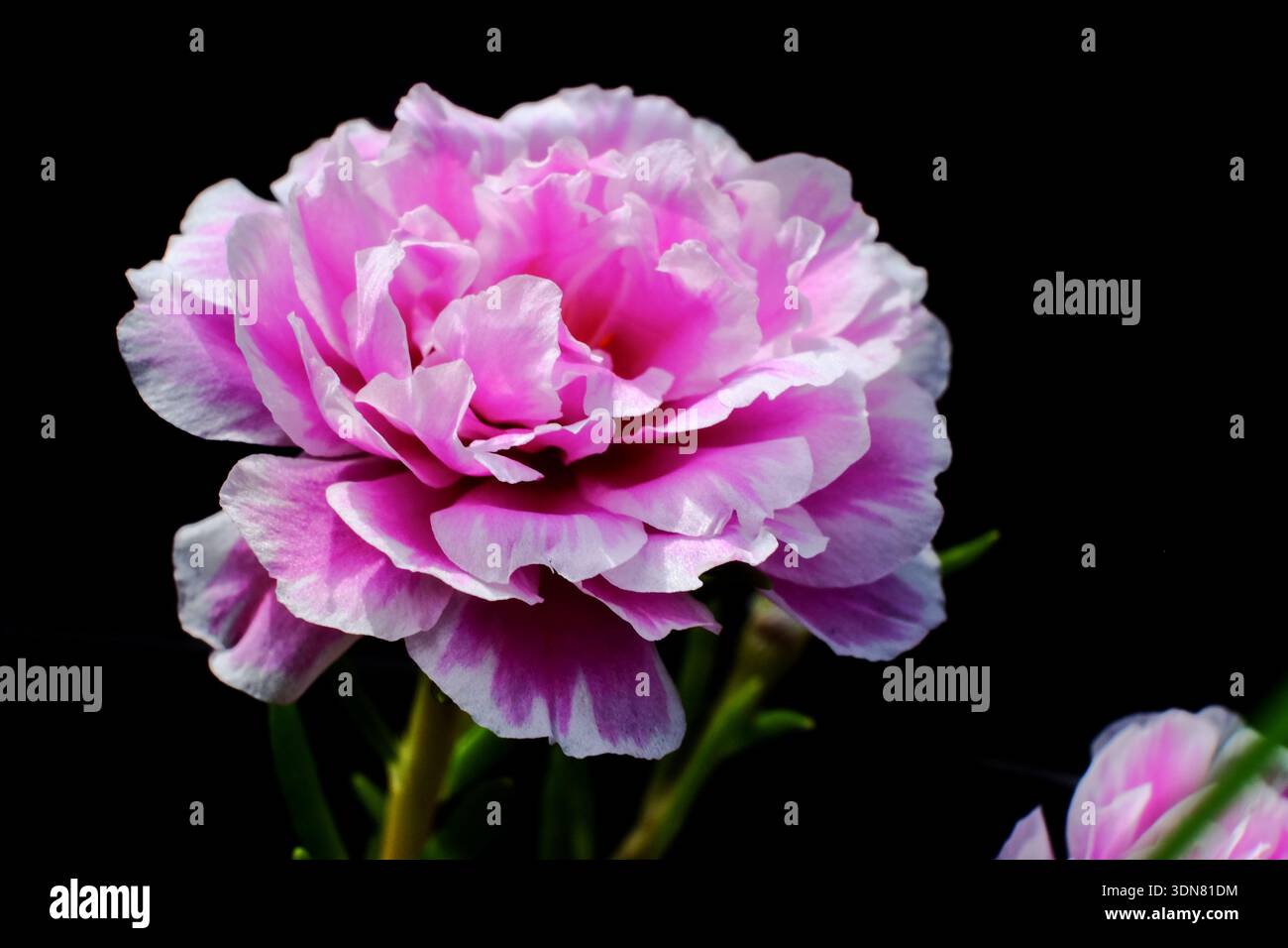 Primo piano di una Portulaca grandiflora (Moss Rose) rosa e bianca a doppia fioritura che fiorisce su uno sfondo nero Foto Stock