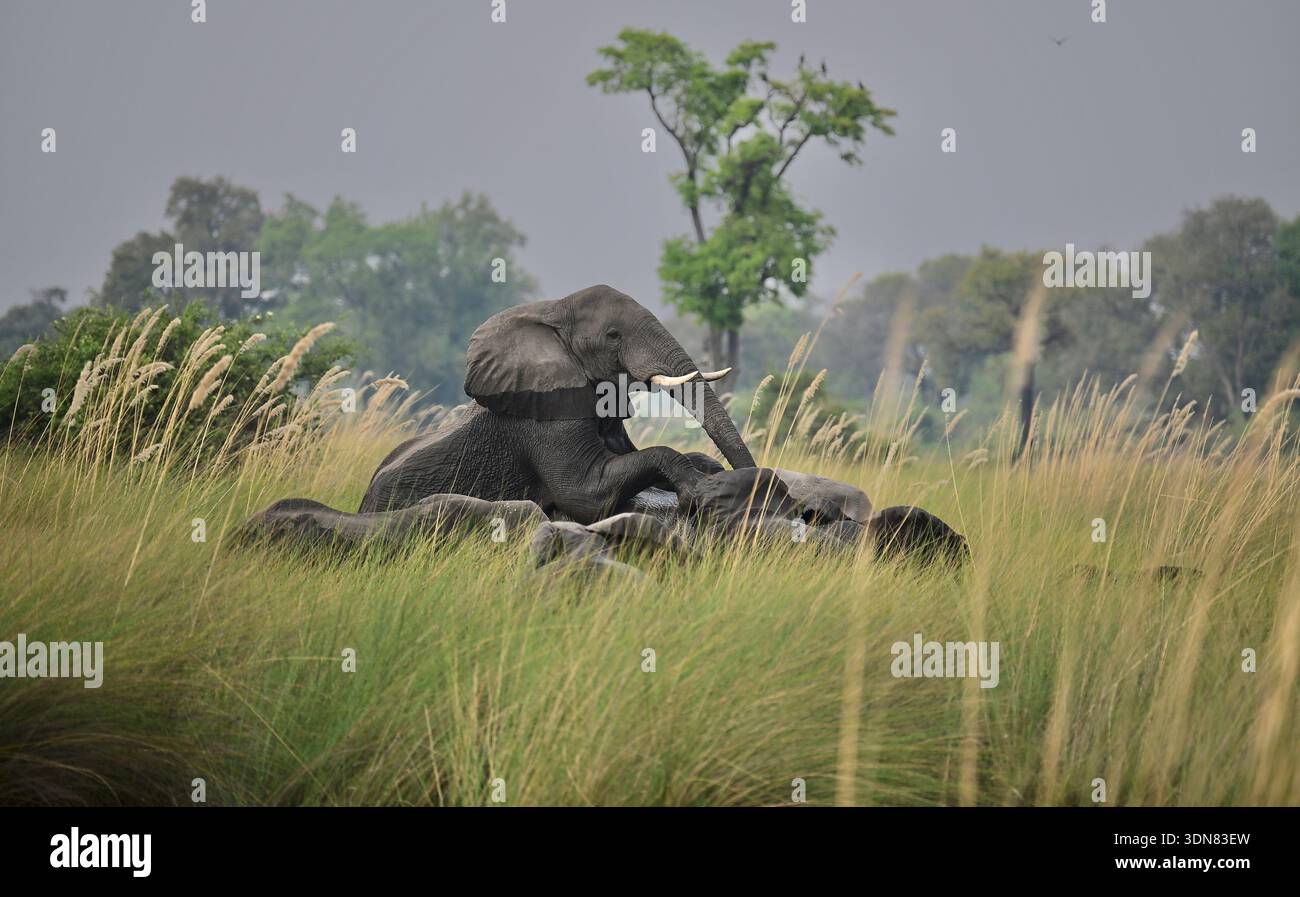 Botswana, Africa Foto Stock