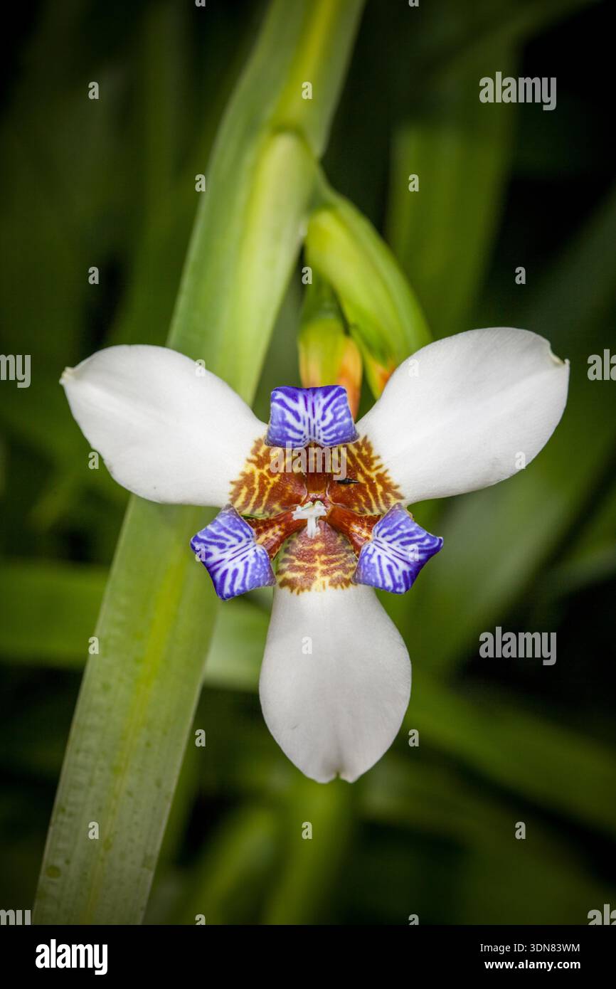 The Walking Iris o Apostle's Iris, Neomarica gracilis, in Costa Rica. Foto Stock