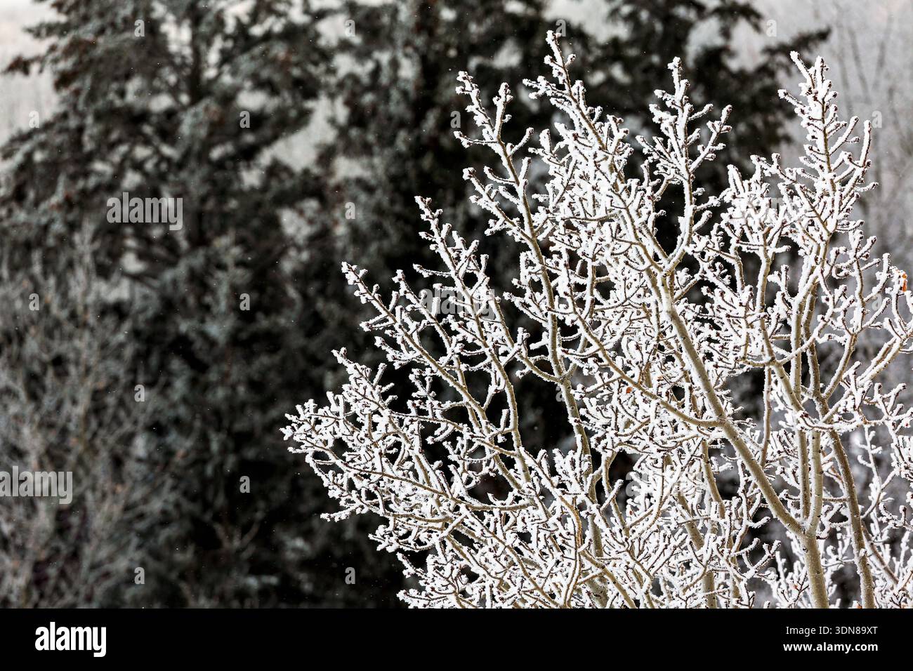 Rami ricoperti di ghiaccio in un paesaggio invernale con alberi spolverati di neve sullo sfondo. Calgary, Canada Foto Stock