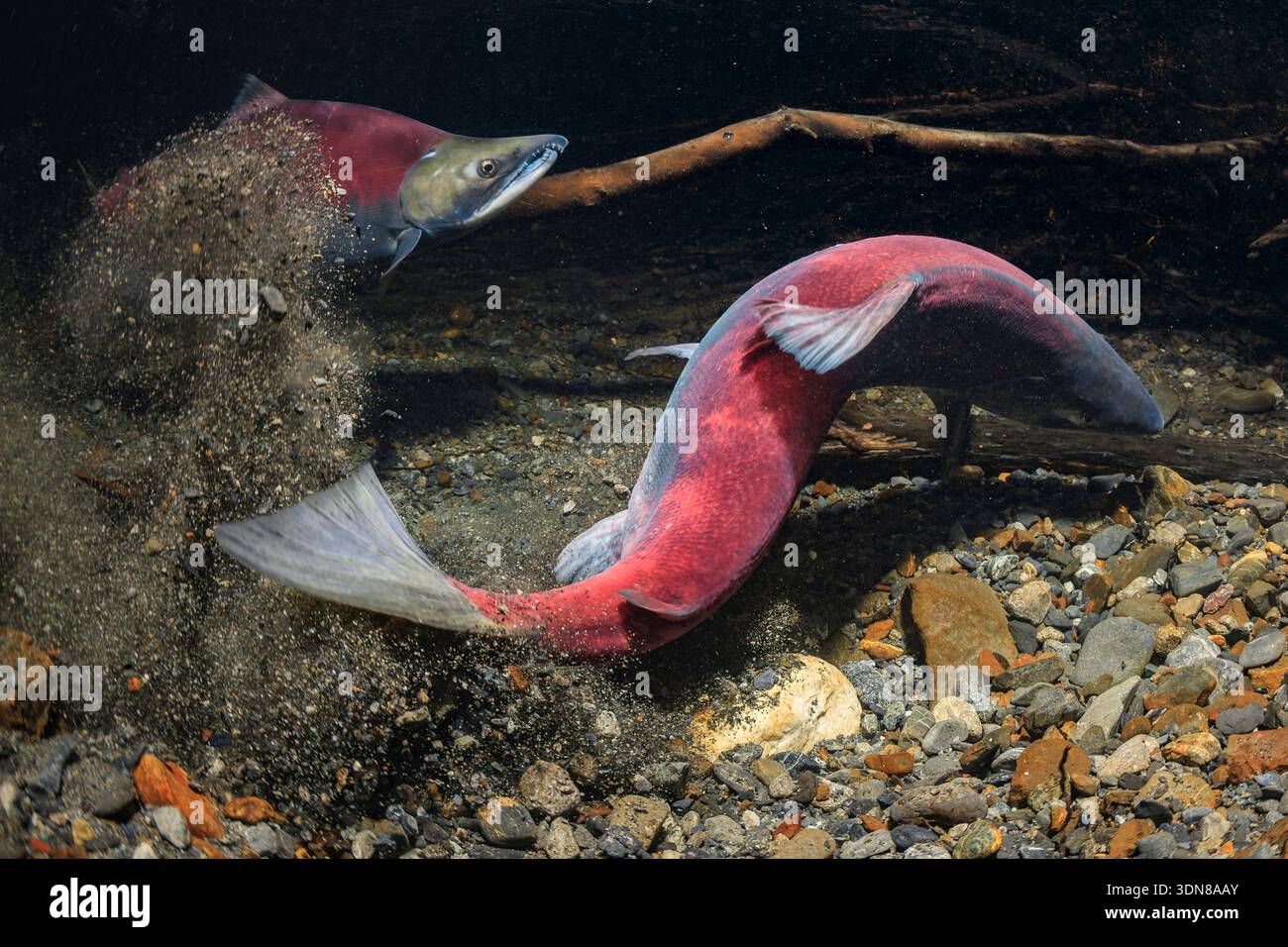 Due maschi di salmone di asino nuotano energicamente, mescolando sedimenti in una scena rocciosa subacquea. Alaska, Stati Uniti Foto Stock