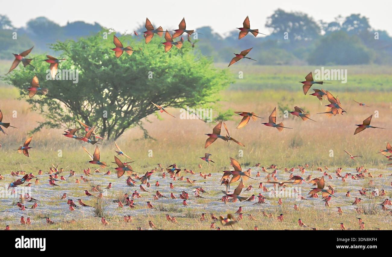 La Namibia è un paese desertico con paesaggi mozzafiato e splendidi paesaggi Foto Stock