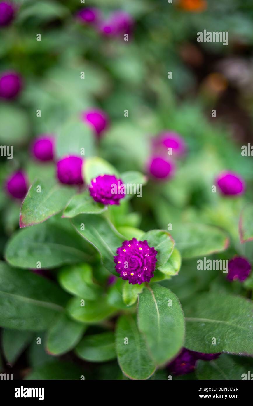 Primo piano di vibranti fiori di amaranto a globo viola con foglie verdi, bassa profondità di campo e morbido sfondo bokeh, giardino naturale. Foto Stock