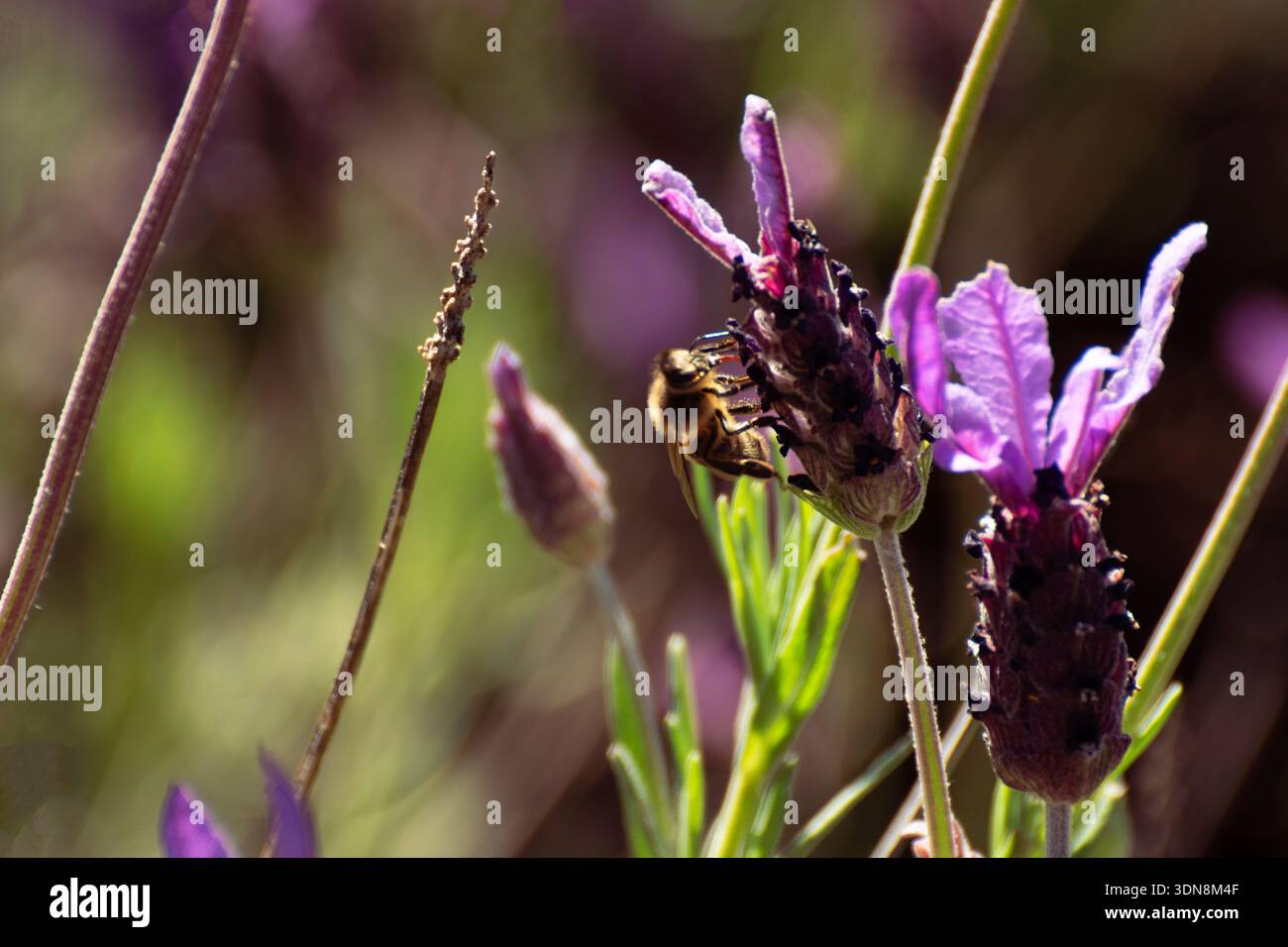 Ape con il suo pungiglione visibile, che impollina un vibrante fiore viola di lavanda nei campi di Trujillo, Caceres Foto Stock