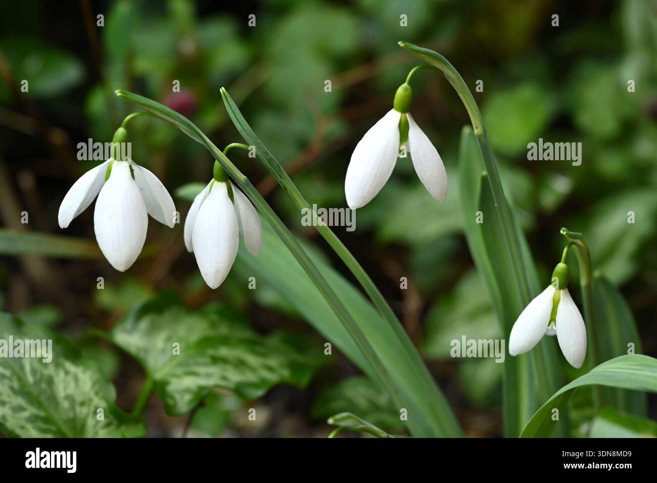 Fiori invernali bianchi di goccia di neve a pieghe, Galanthus plicatus nel giardino britannico di febbraio Foto Stock