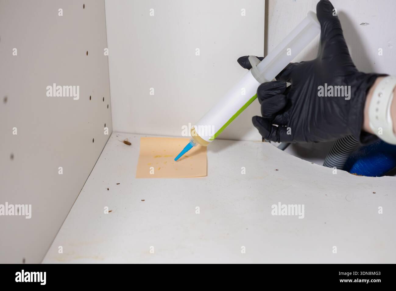 Immagine dettagliata della mano con i guanti che applica gel esche insetticida per scarafaggi su una piccola tessera, mirando i parassiti all'interno di un armadietto sporco della cucina per un parassita professionale Foto Stock