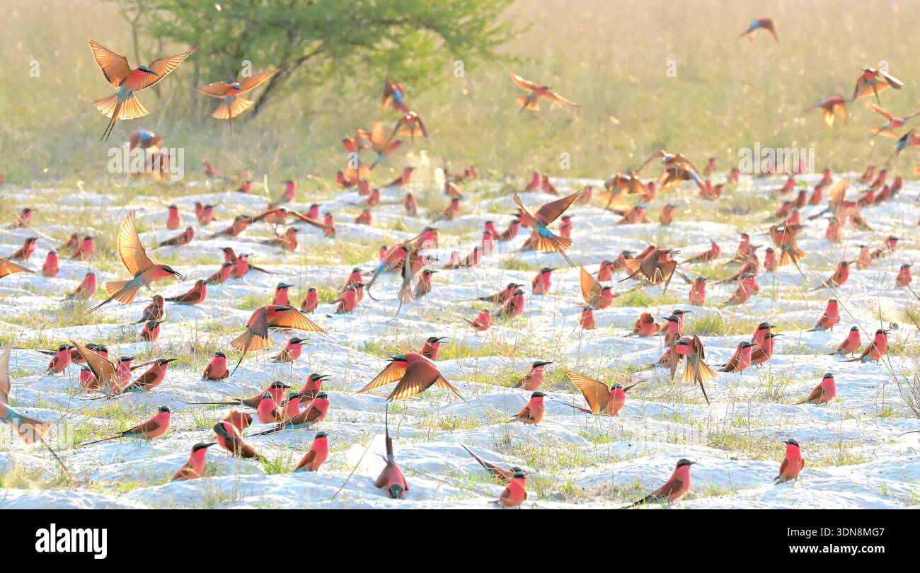 La Namibia è un paese desertico con paesaggi mozzafiato e splendidi paesaggi Foto Stock