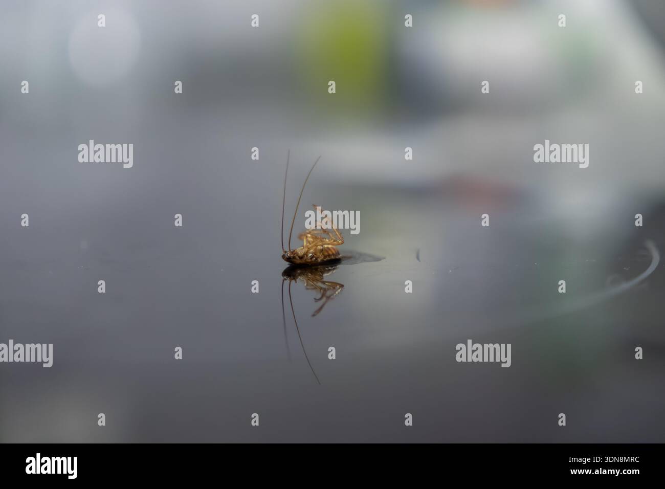 Primo piano di uno scarafaggio marrone morto che giace sulla pancia su un pavimento lucido, evidenziando una sfida infestante e sottolineando l'importanza dell'igiene Foto Stock
