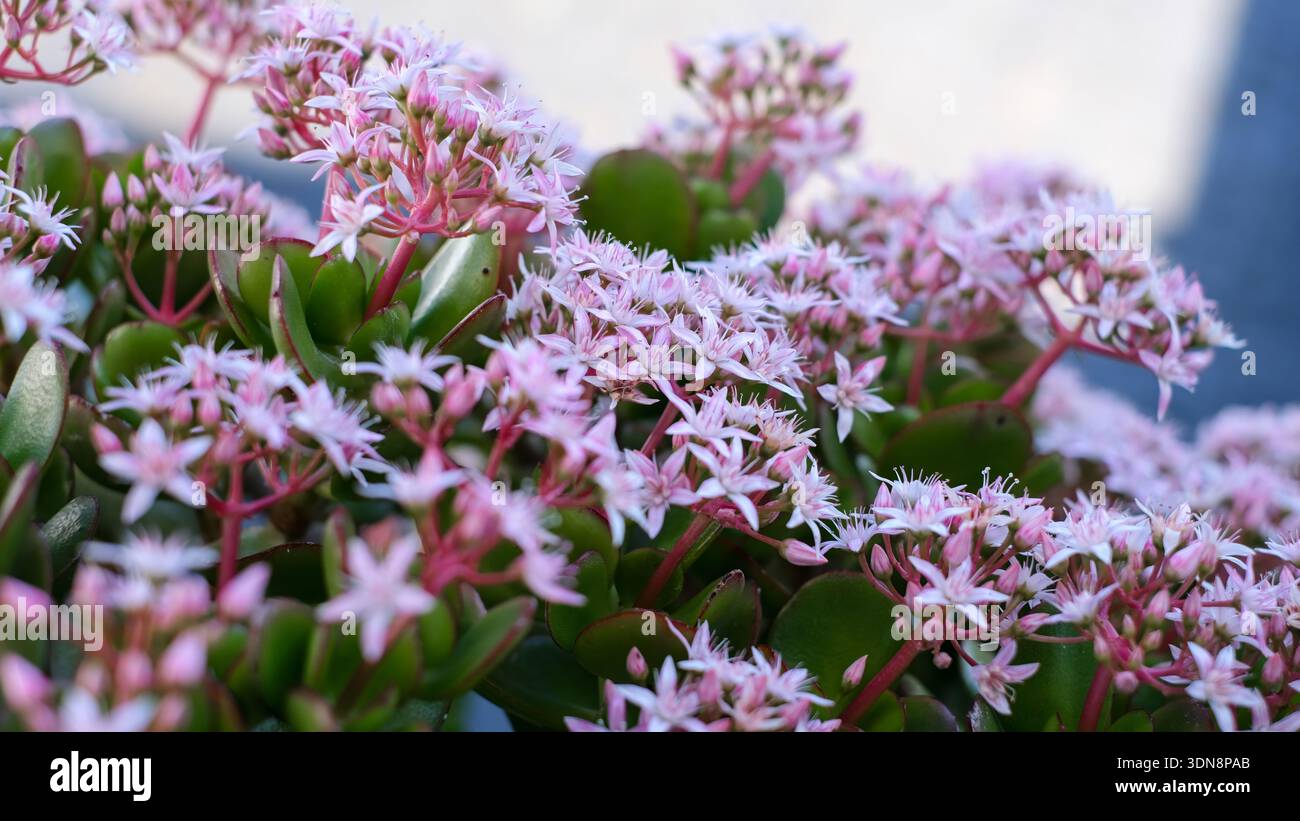 Un bellissimo primo piano di fiori Crassula rosa in piena fioritura, con delicati petali a forma di stella e foglie verdi succulente. Foto Stock