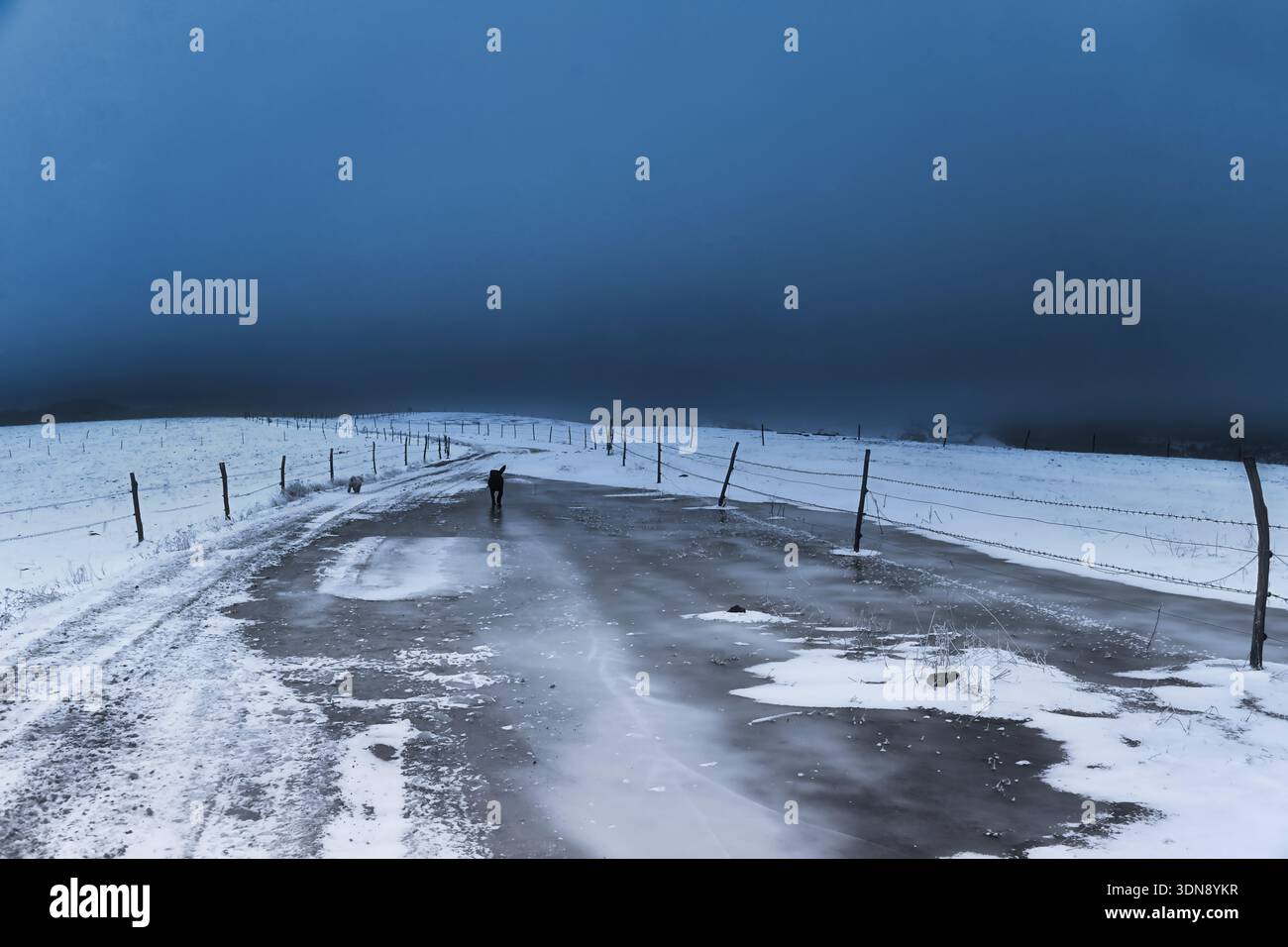 Vista posteriore di due cani che corrono lungo una strada di campagna ghiacciata in un giorno d'inverno, il monte Zlatibor, Serbia Foto Stock