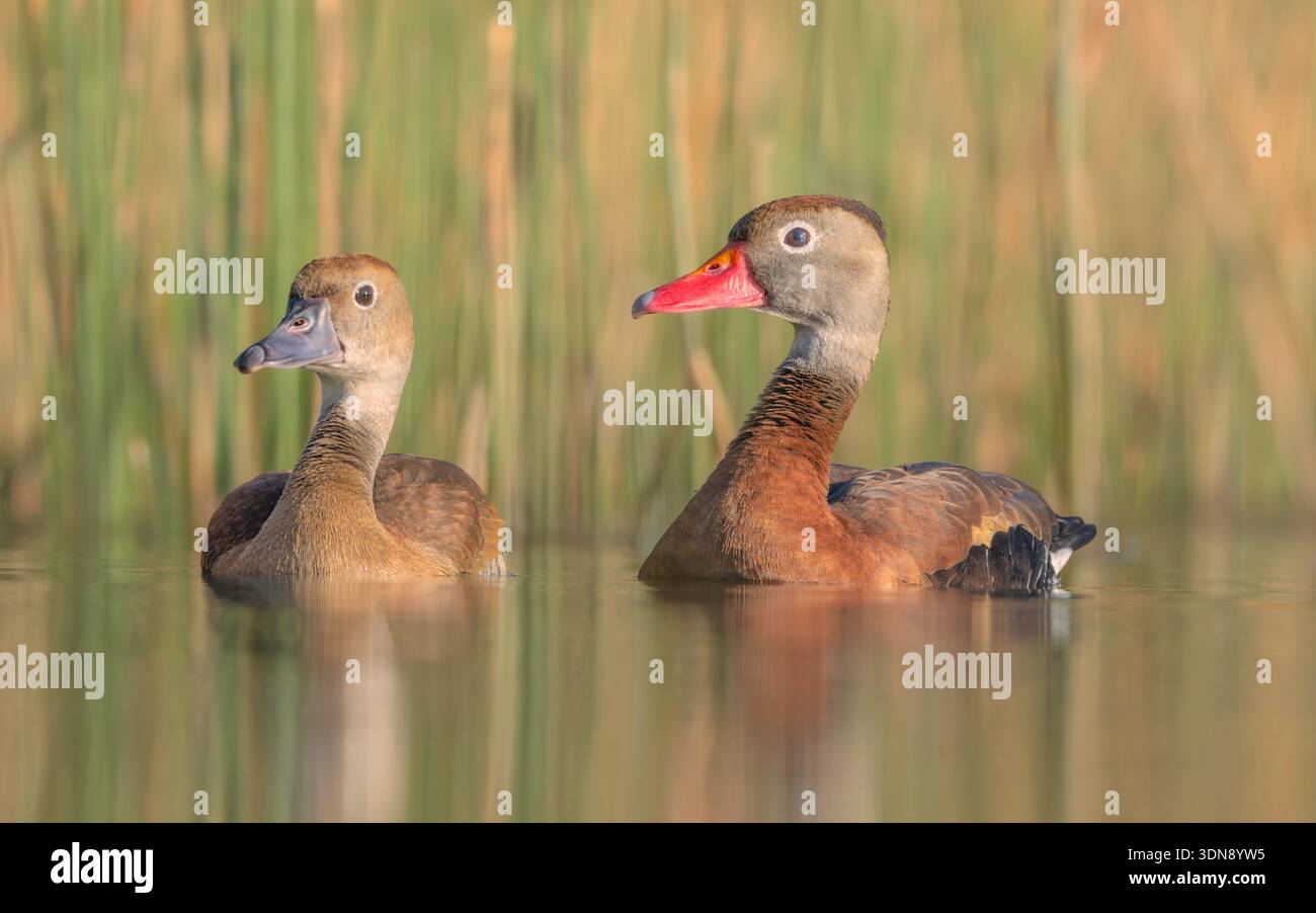 Primo piano di un paio di anatre fischianti (Dendrocygna bicolor) che galleggiano in un tranquillo laghetto di fronte a canne e erba, Florida, Stati Uniti Foto Stock