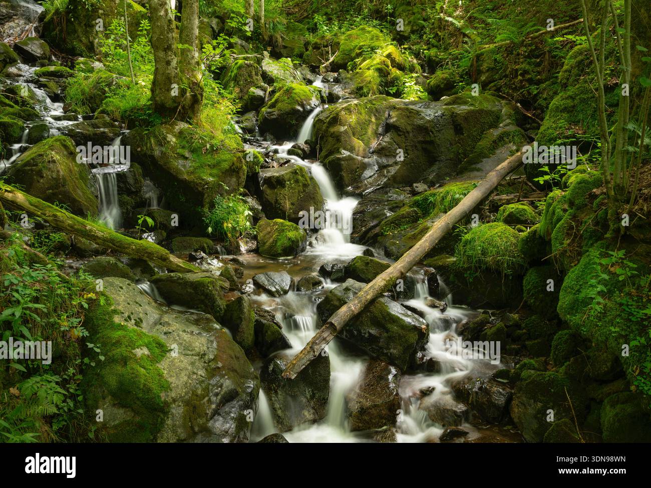 Cascata della foresta di montagna che si tuffa tra massi muschiati e alberi caduti, un vivace paesaggio boschivo verdeggiante catturato con una lunga esposizione. Foto Stock