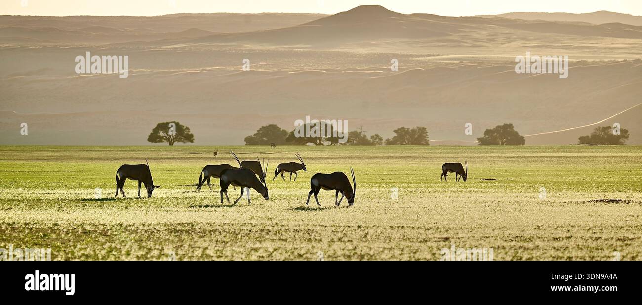 La Namibia è un paese desertico con paesaggi mozzafiato e splendidi paesaggi Foto Stock