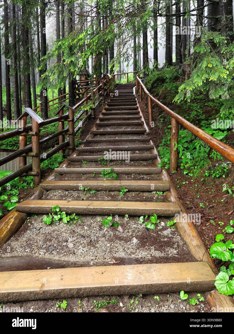 Scala di legno che si snoda attraverso una lussureggiante foresta verde - Immagine stock catturata con smartphone