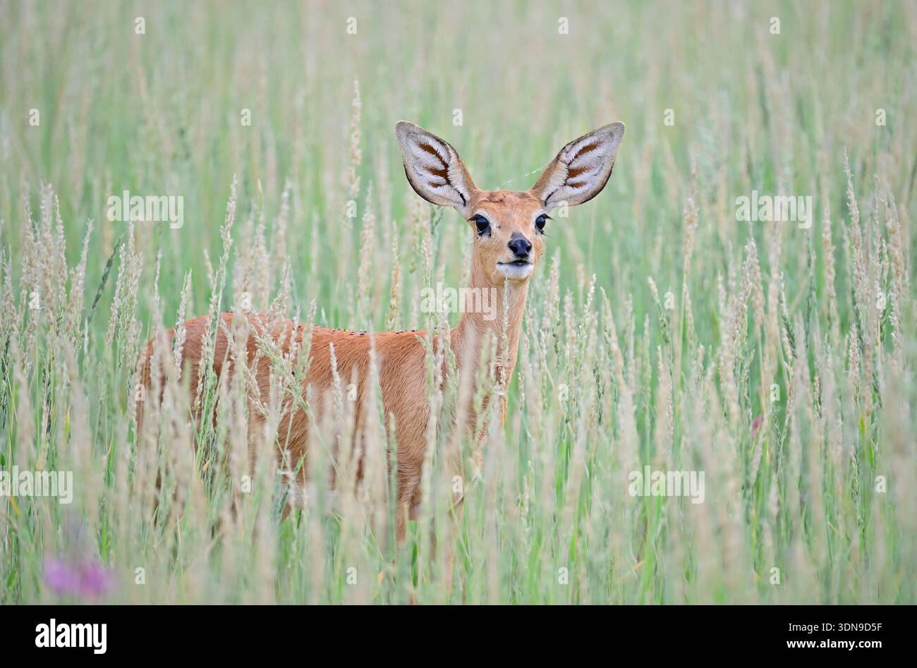 Kgalagadi, Sudafrica Foto Stock