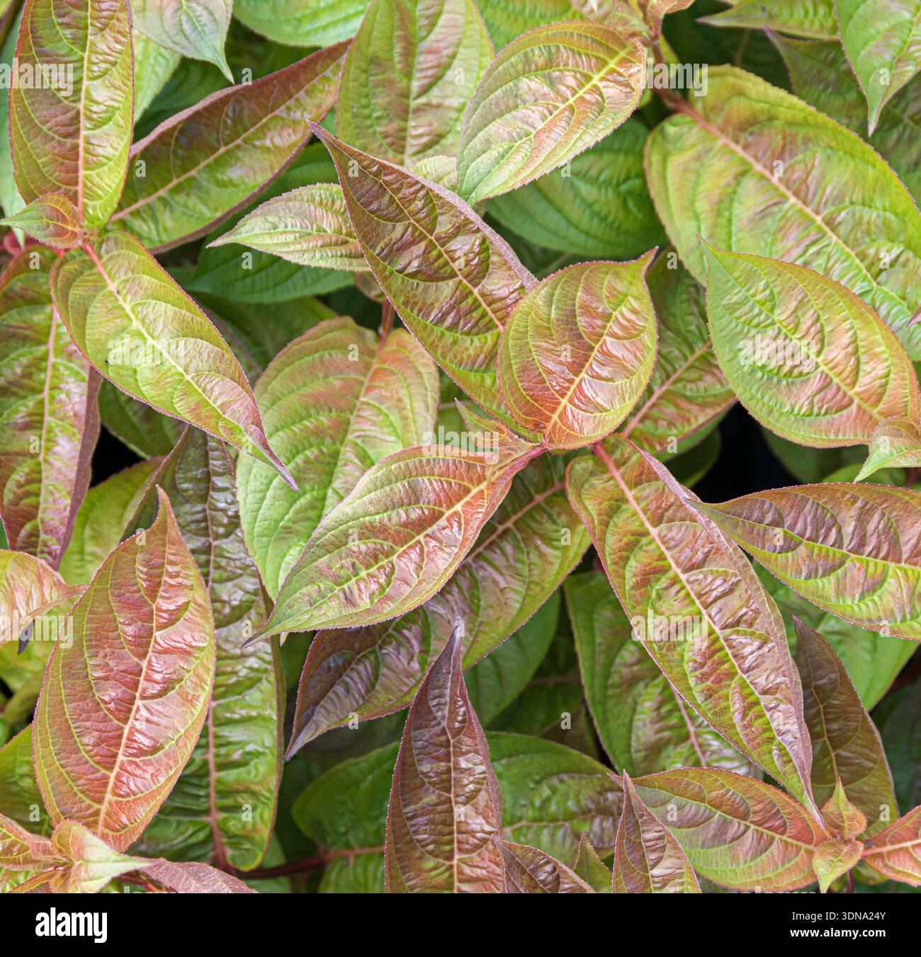 Weigelie Weigela Wings of Fire McPHRM *** Weigelie Weigela Wings of Fire McPHRM McPHRM Foto Stock