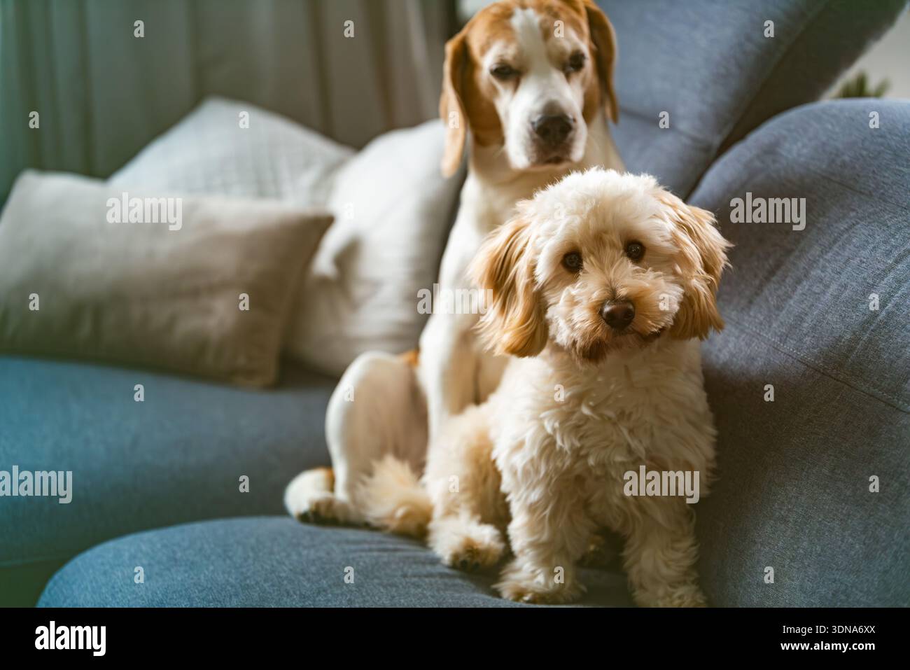 Cucciolo di Maltipoo seduto in allerta sul divano con un beagle anziano appoggiato dietro gli interni Foto Stock