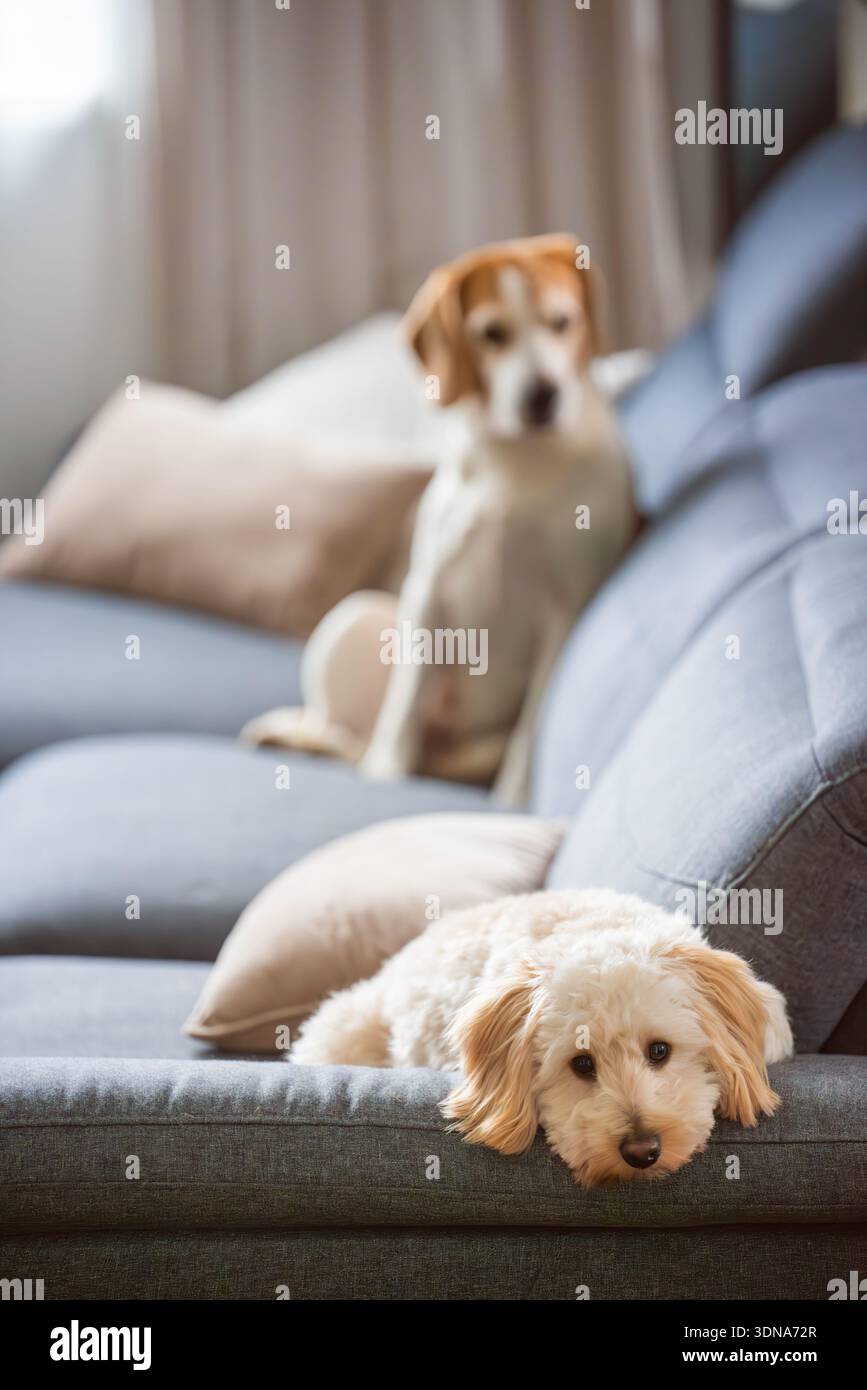 Cucciolo di Maltipoo disteso sul divano con beagle senior sfocato sullo sfondo in interni Foto Stock