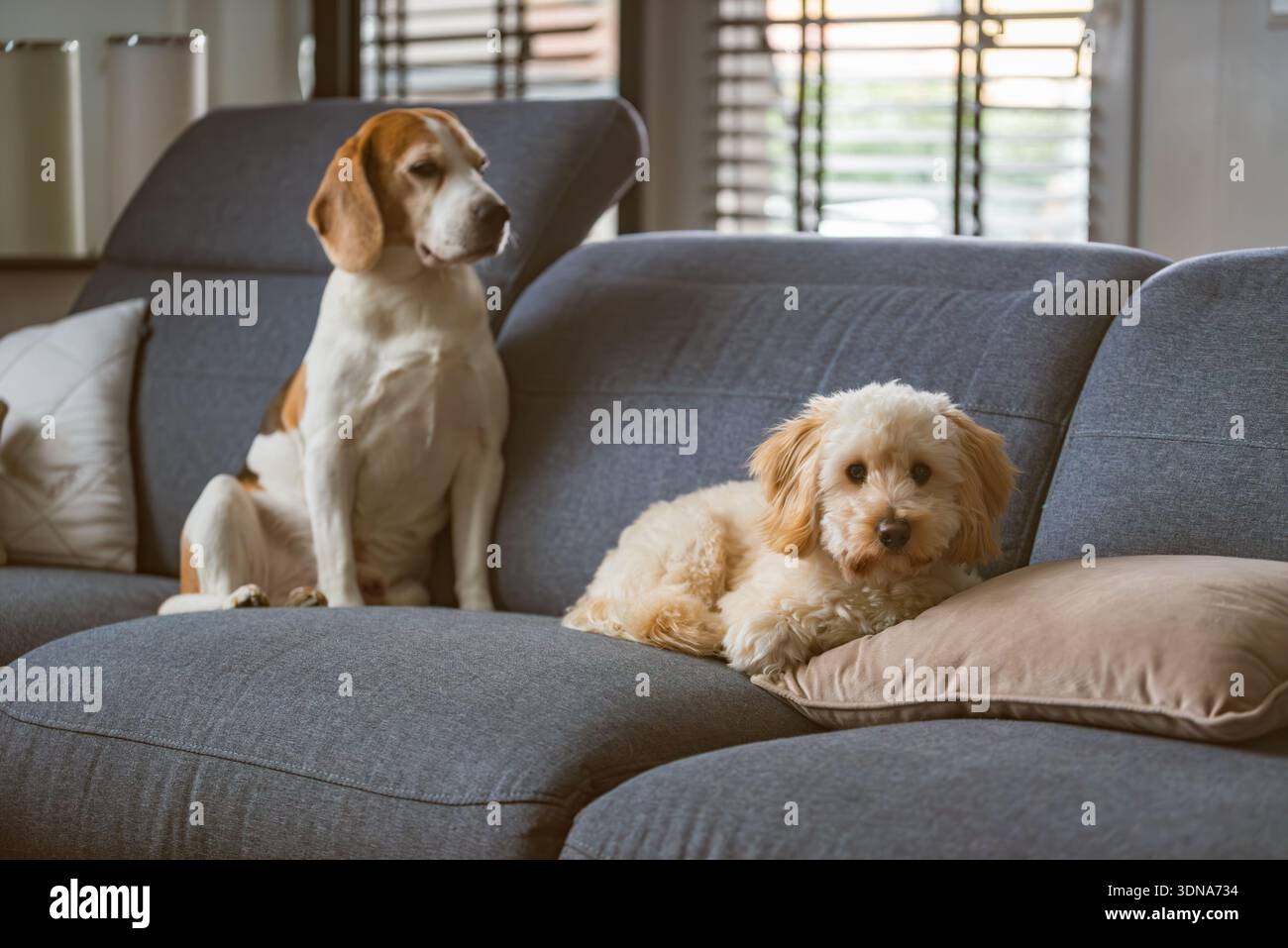 Beagle senior e cucciolo di maltipoo che riposano insieme su un moderno divano in un accogliente salotto con luce naturale Foto Stock