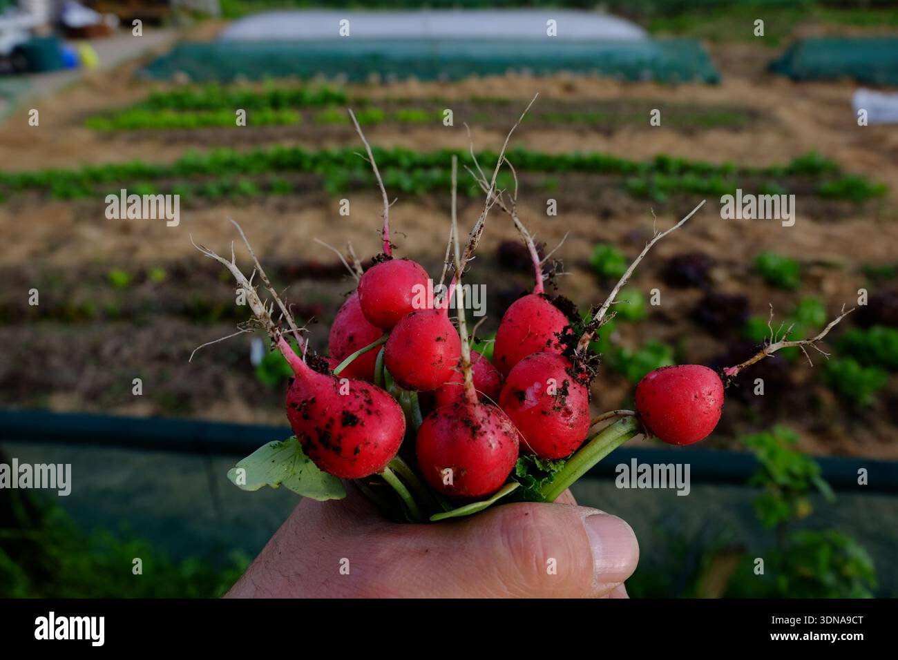 Una mano regge un mucchio di ravanelli. I raggi sono appena stati raccolti dal terreno, il giardino di casa sullo sfondo Foto Stock