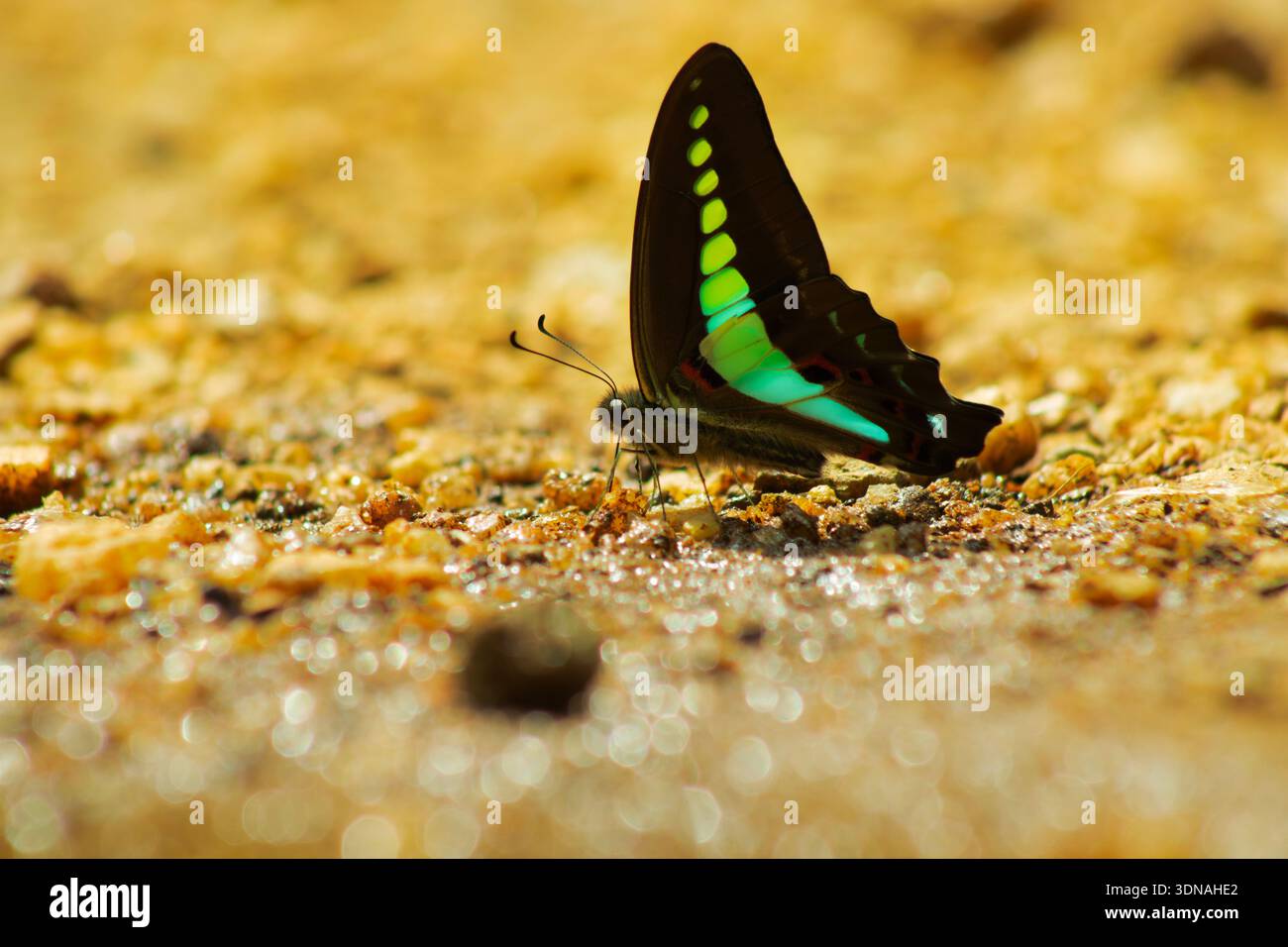Una farfalla Common Bluebottle (Graphium sarpedon) che poggia su una superficie ghiaia illuminata dal sole e mostra le sue vivaci fasce turchesi e verdi ad ala, Foto Stock