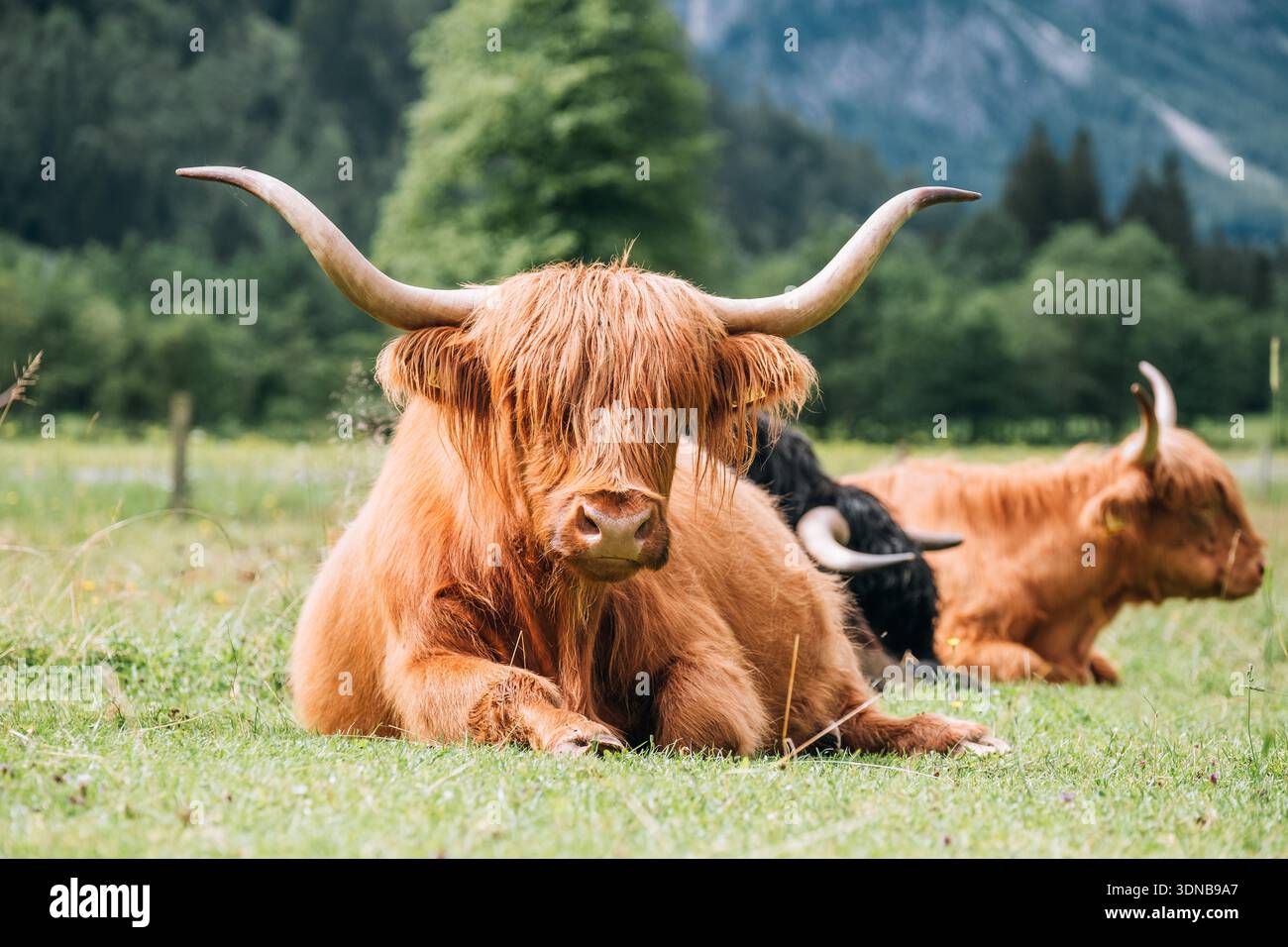 Il bestiame scozzese delle Highlands con corna lunghe e pelliccia bruna meritata giace adagiato su una lussureggiante erba verde nella scenografica Valle del Logar in Slovenia, caratterizzata da prati alpini Foto Stock