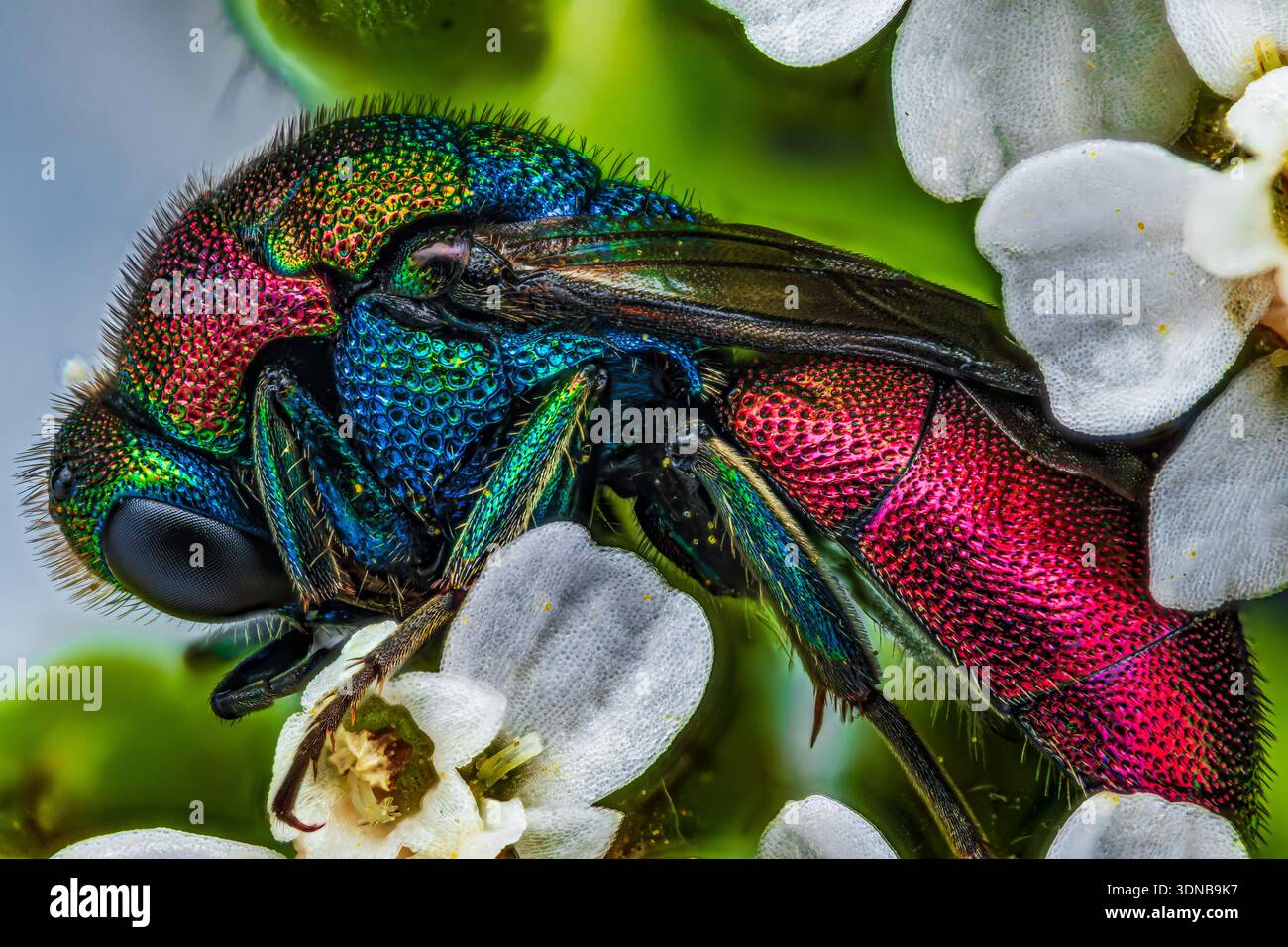 Vista del profilo di una colorata vespa di cuculo, una vespa dalla coda rubina che dorme in un fiore bianco nella foresta [Hedychrum sp.] Foto Stock