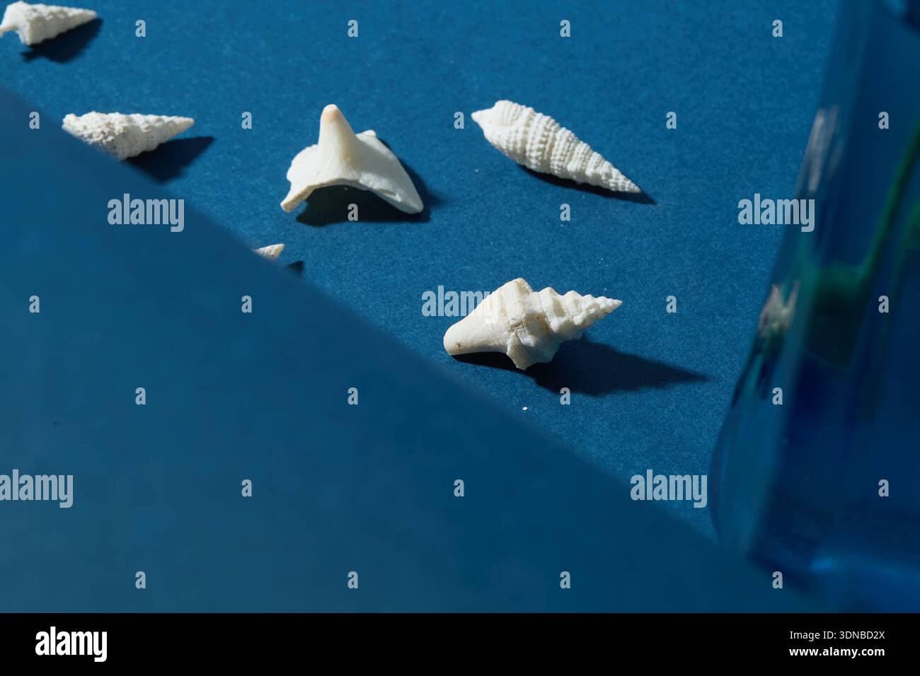 Conchiglie marine molto piccole Foto Stock