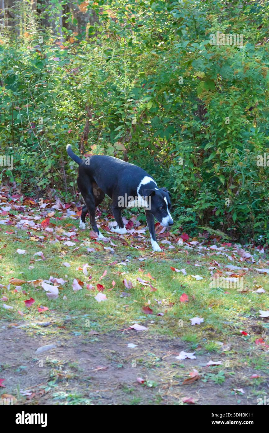 Cane bianco e nero che cammina attraverso un paesaggio di foresta autunnale Foto Stock