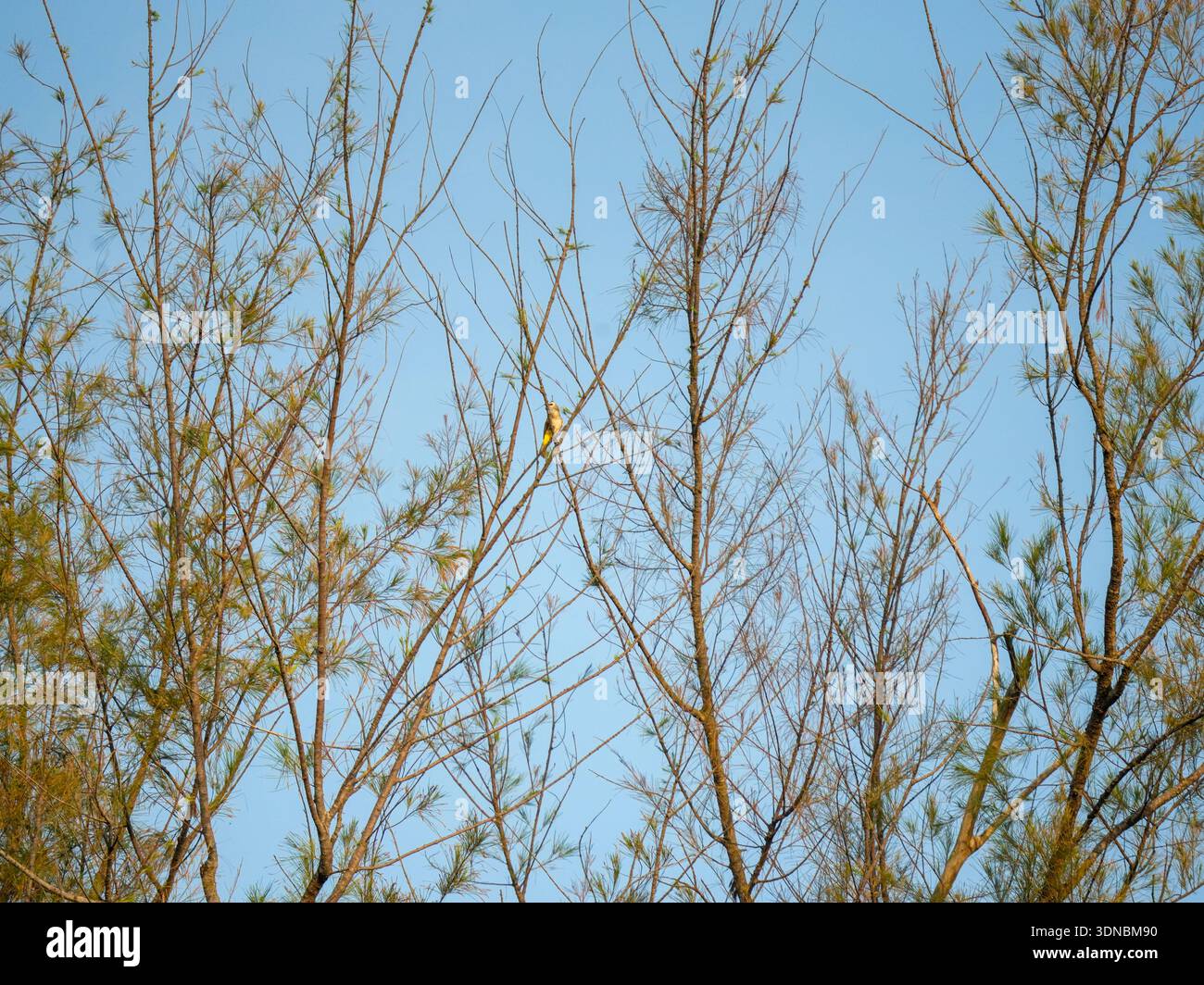 Piccolo uccello giallo arroccato tra alti alberi sottili contro il cielo azzurro in un tranquillo ambiente naturale Foto Stock