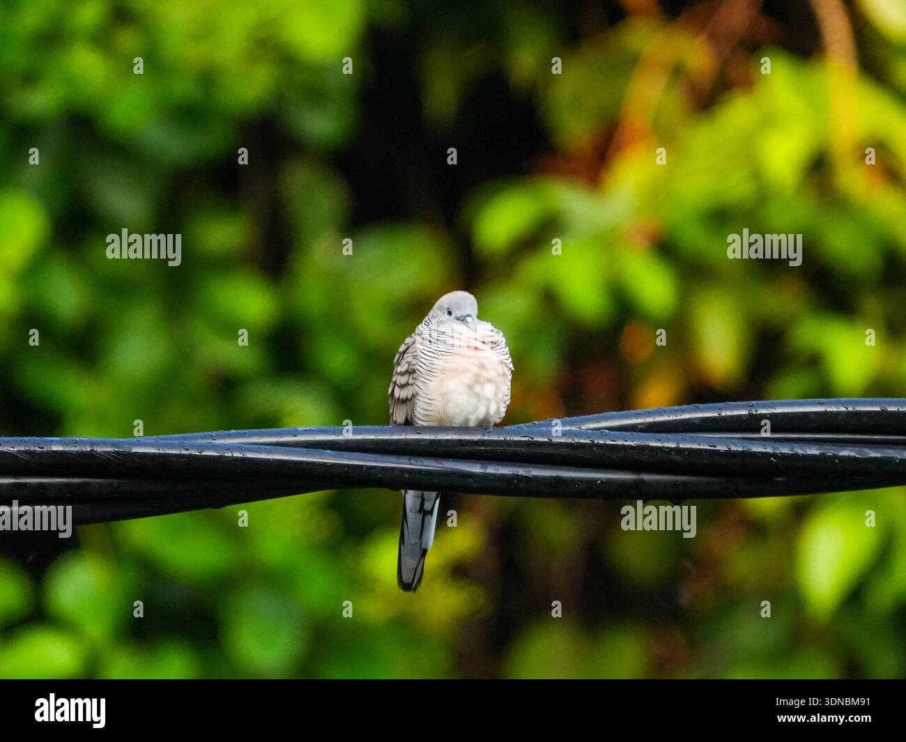 Zebra dove appollaiato su cavo nero con piumaggio marrone morbido e sfondo verde Foliage in ambiente naturale Foto Stock
