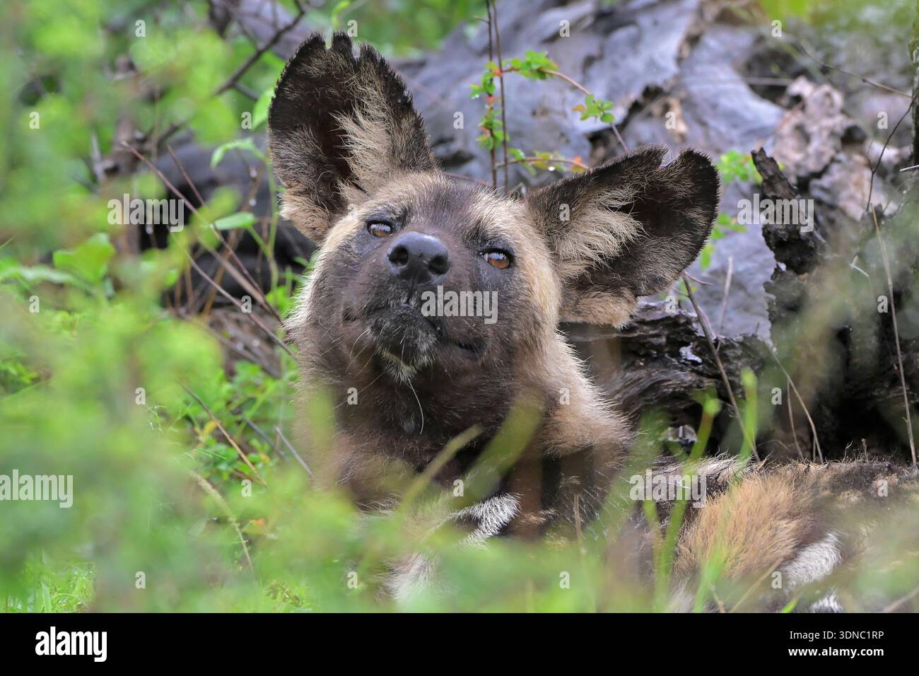 Safari nel Parco Nazionale di Kruger, Sud Africa nella stagione delle piogge Foto Stock