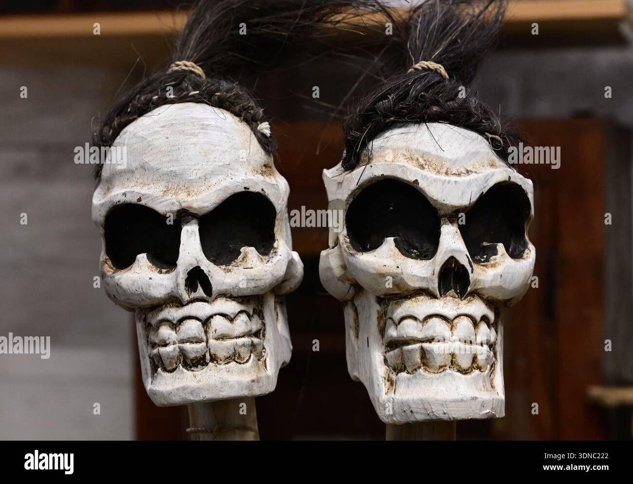 Due teschi come decorazioni di Halloween Foto Stock