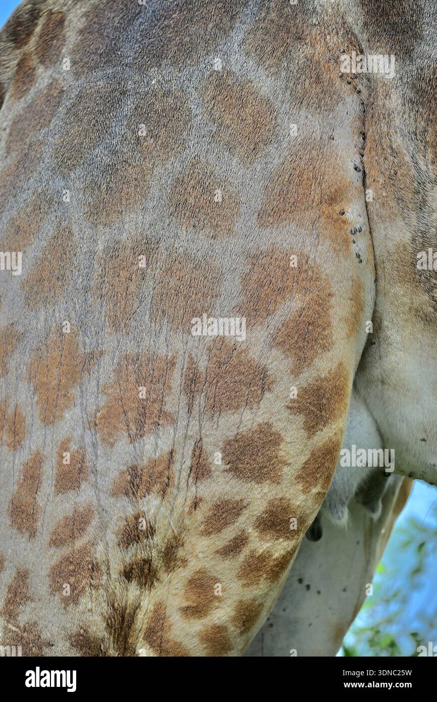Safari nel Parco Nazionale di Kruger, Sud Africa nella stagione delle piogge Foto Stock