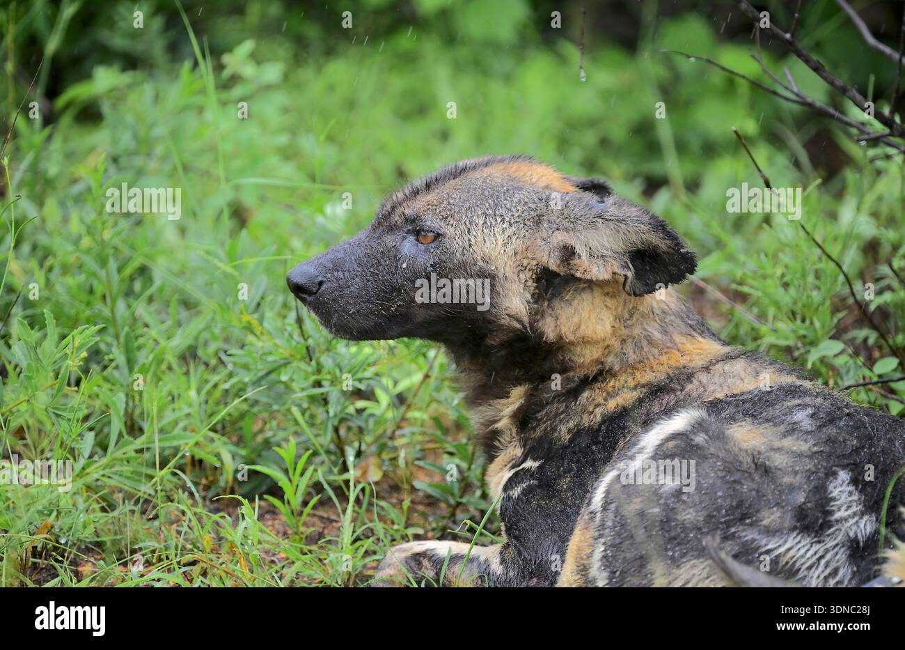 Safari nel Parco Nazionale di Kruger, Sud Africa nella stagione delle piogge Foto Stock