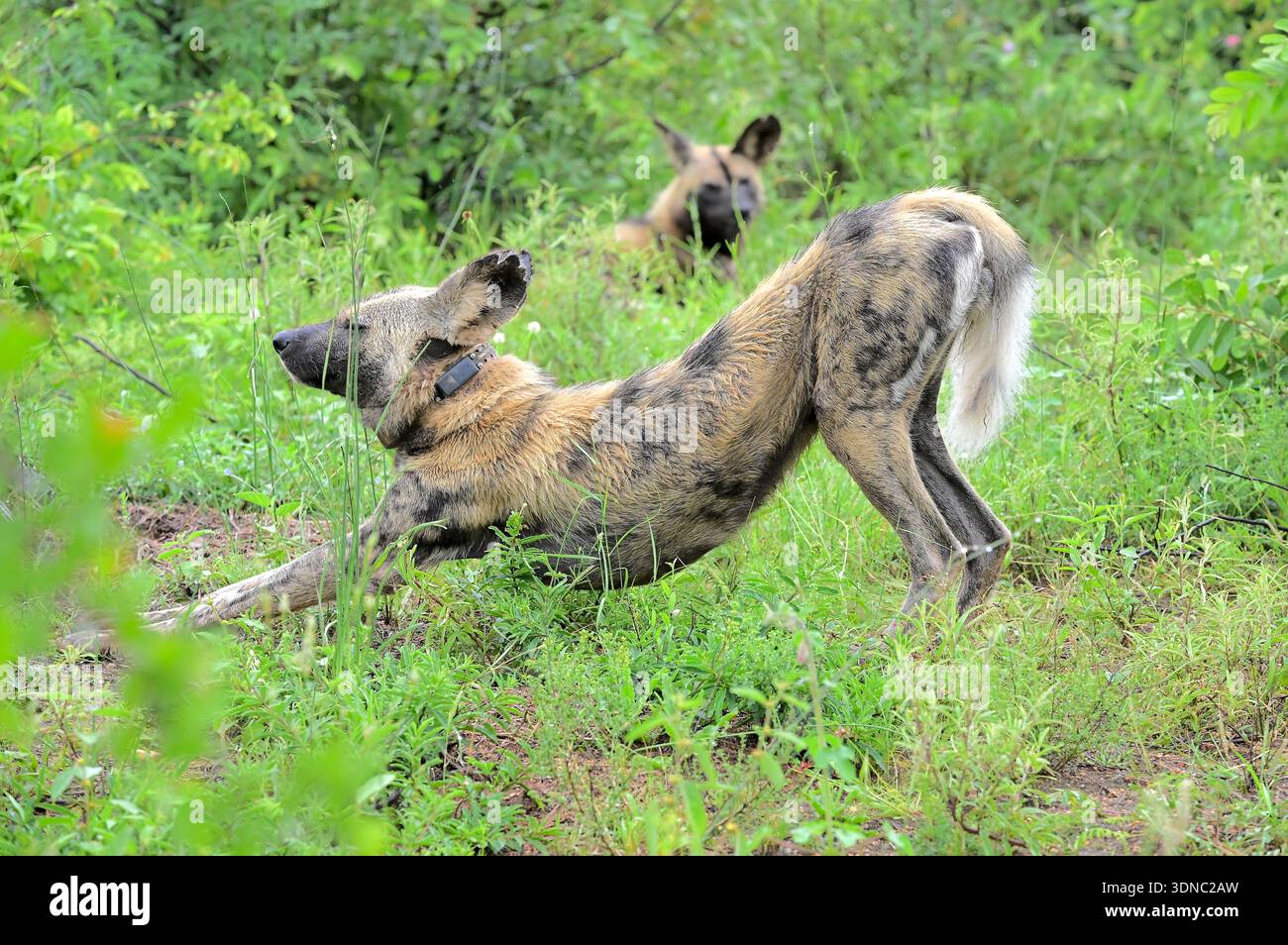 Safari nel Parco Nazionale di Kruger, Sud Africa nella stagione delle piogge Foto Stock