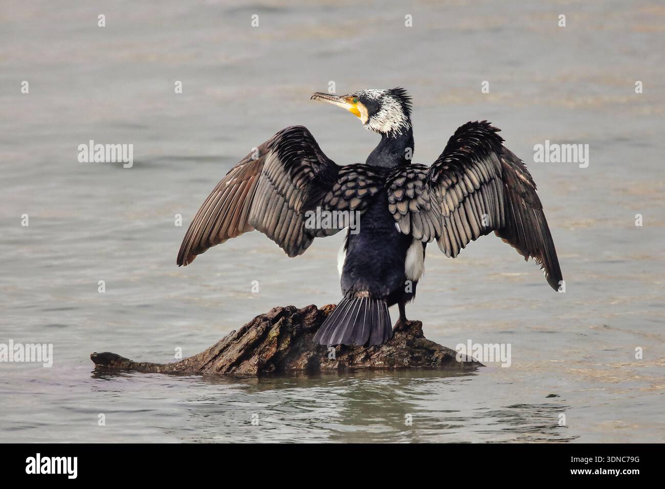 Piume di cormorano Foto Stock