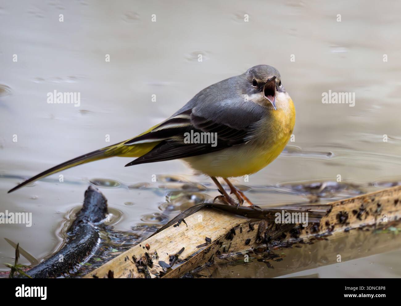 A Grey Wagtail (Motacilla cinerea), Warwickshire Foto Stock